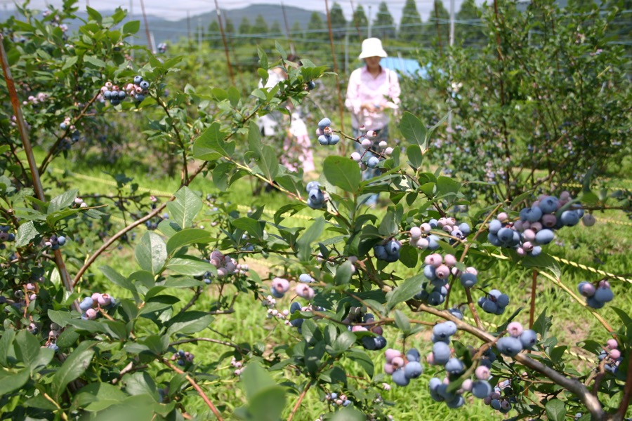 牧野Pic-land