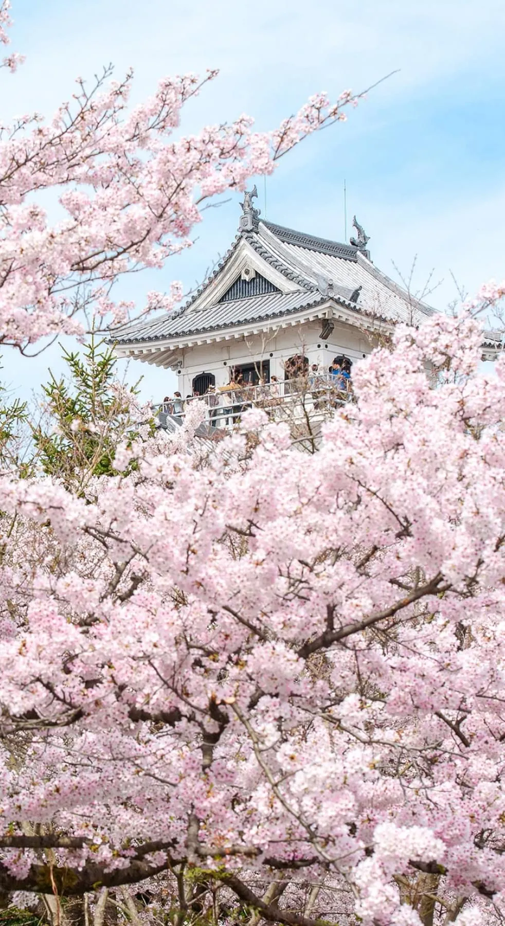 Spring in Shiga