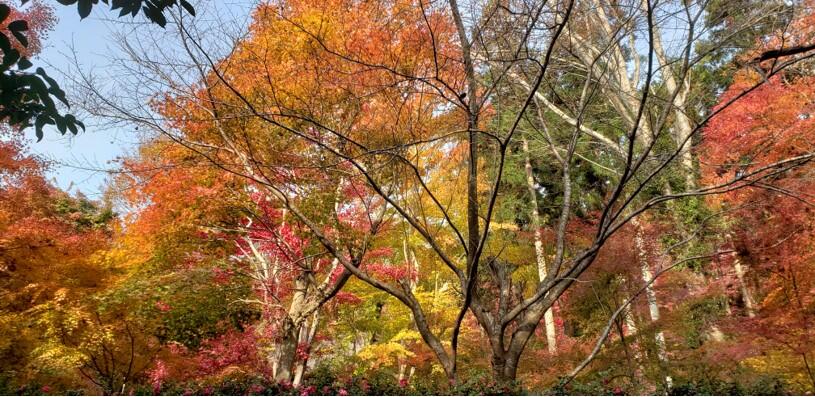 Autumn Leave in Shiga