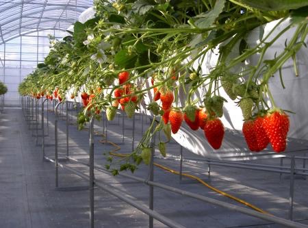 Strawberry & Blueberry Farm Felice